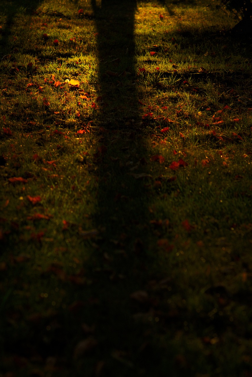 grass shadow nature free photo