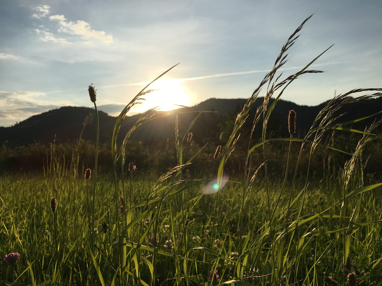 grass sky nature free photo