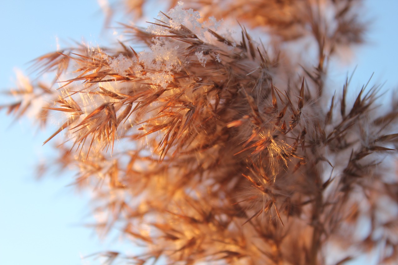 grass gold dry grass free photo