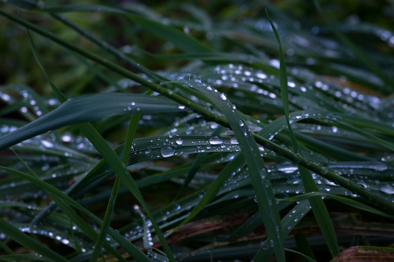 grass rainy weather grasses free photo