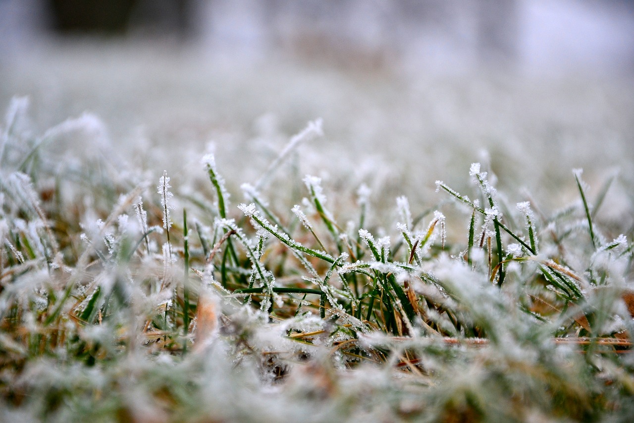 grass lawn winter free photo