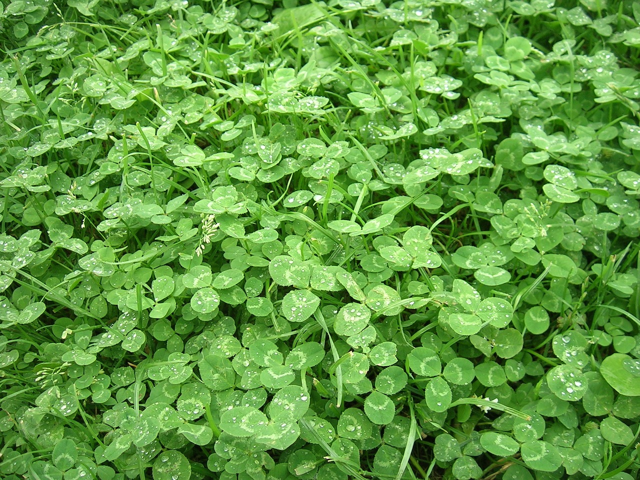 grass clover summer free photo