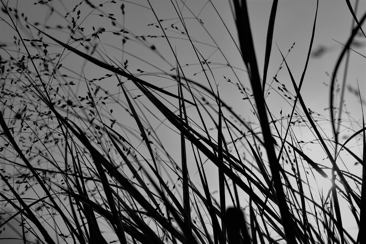 grass back light nature free photo