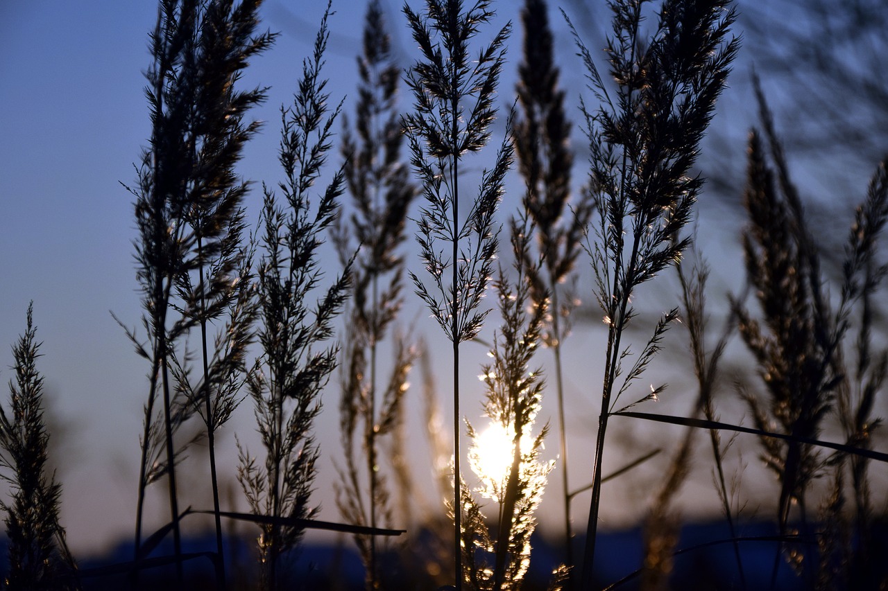 grass sunset evening free photo