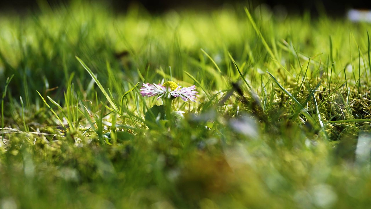 grass daisy summer free photo