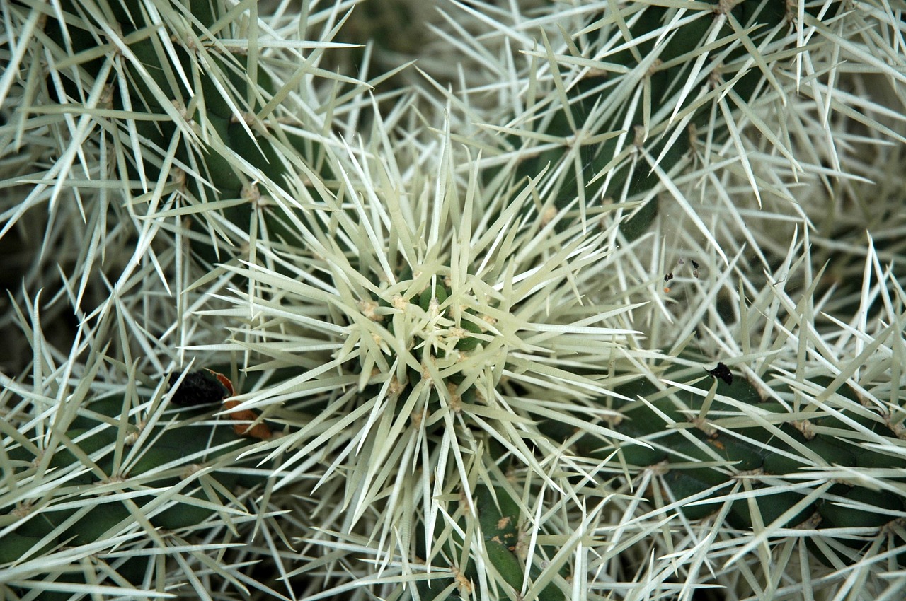 grass meadow blade of grass free photo