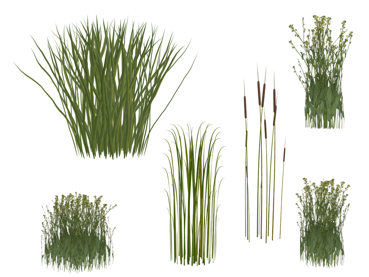 grass reed isolated free photo