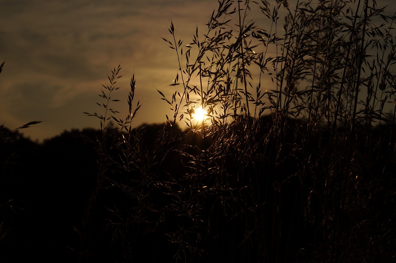 grass sunlight light free photo