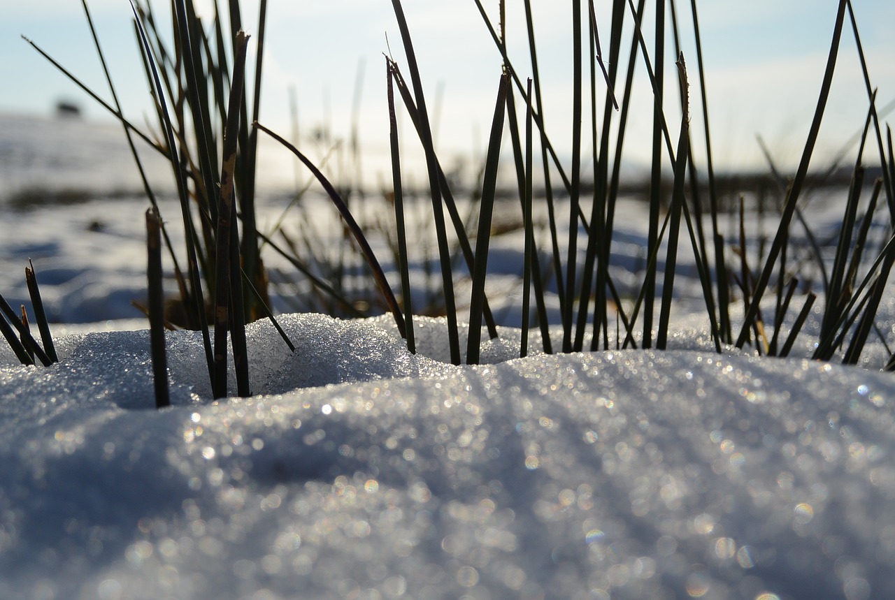 grass ice nature free photo