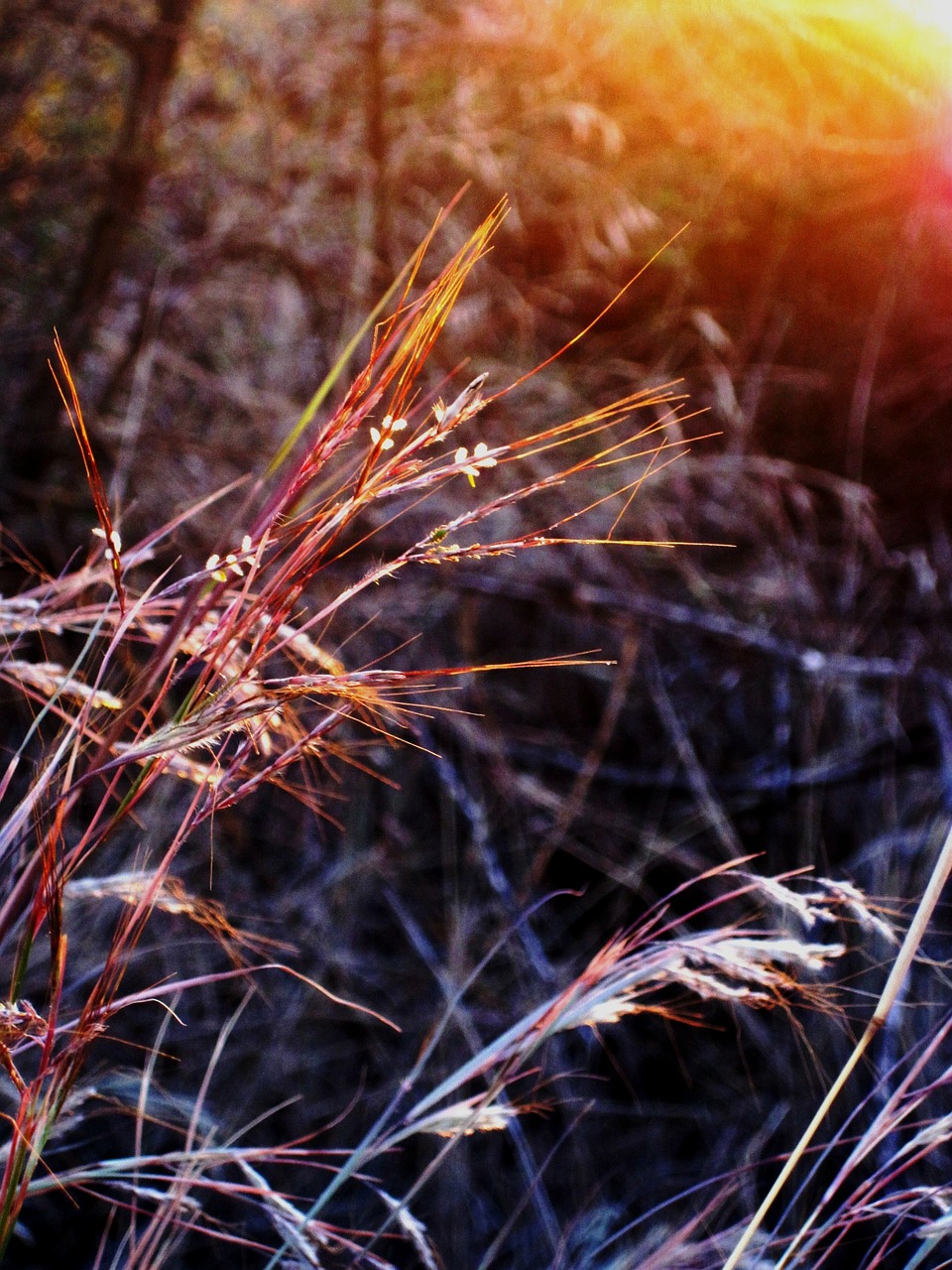 grass grass seed veld free photo