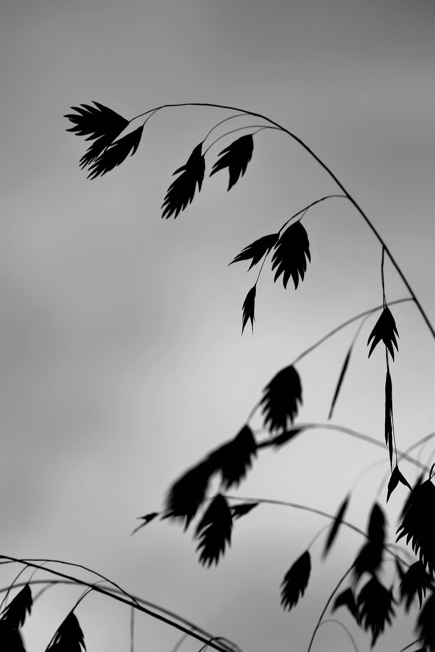 grass plant black and white free photo