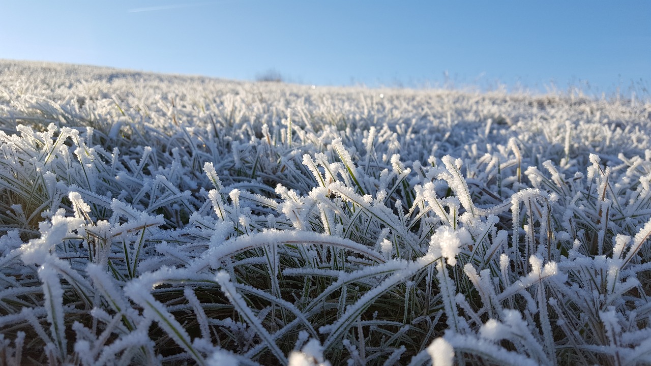 grass winter frost free photo