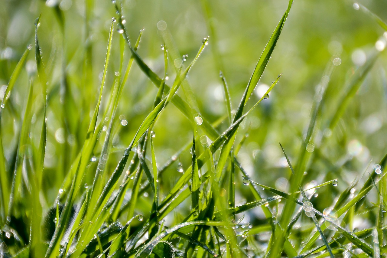 grass a grass dew free photo