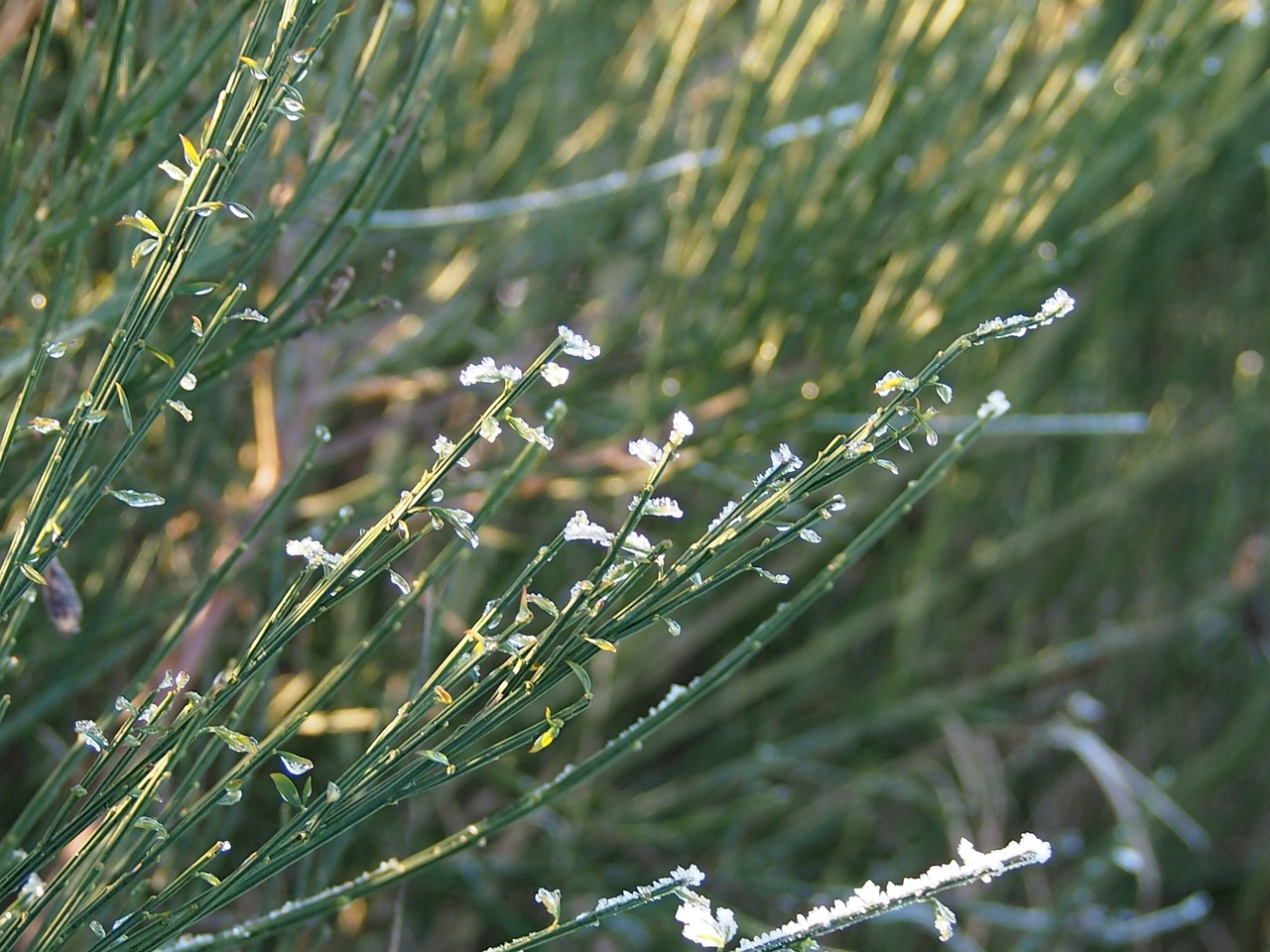 grass ice winter free photo