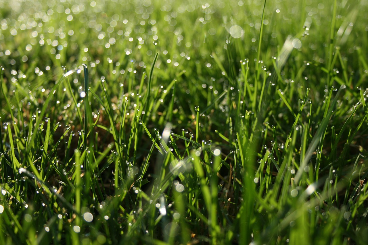 grass dew morning free photo