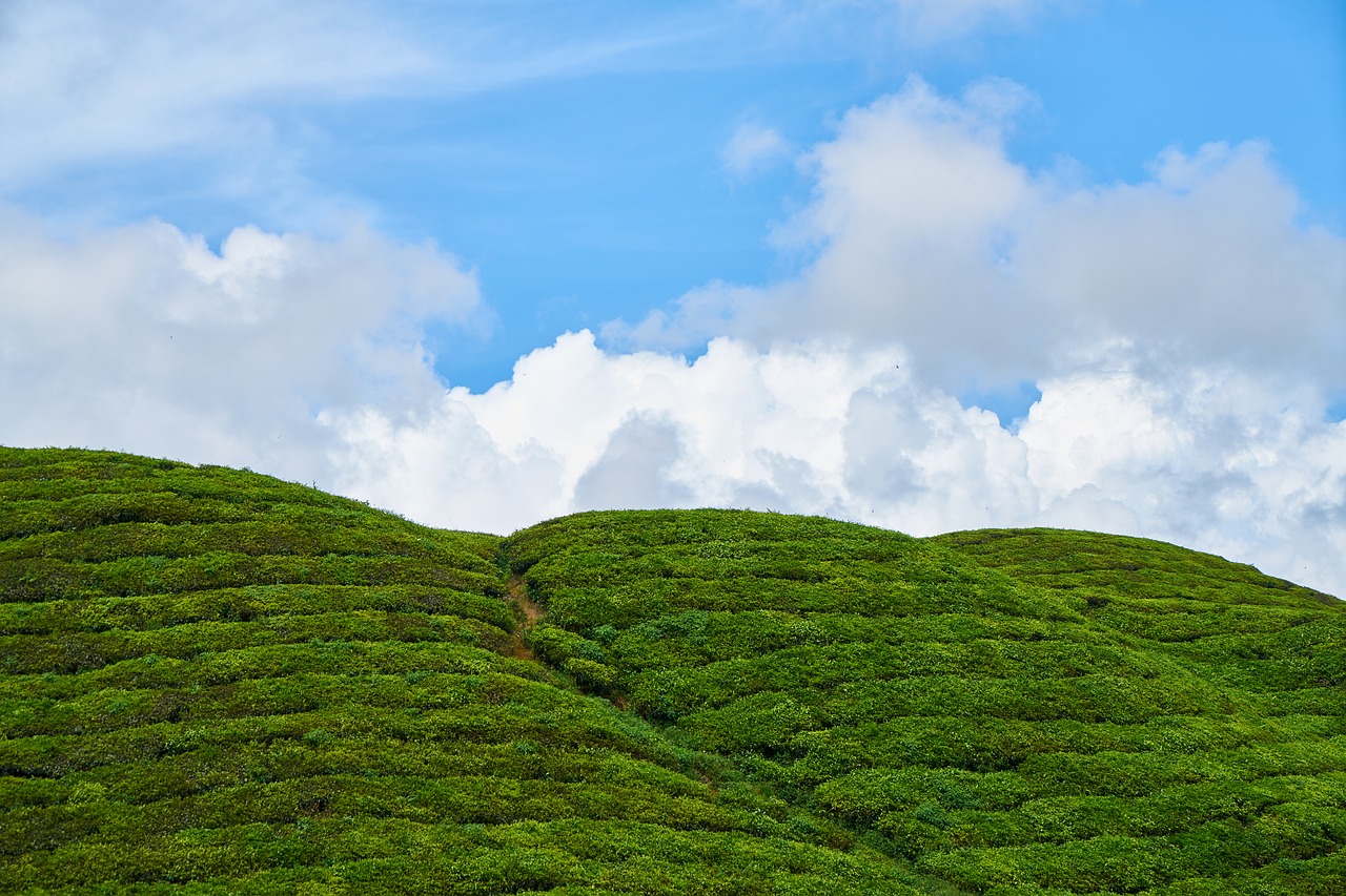 grass tea plantation plantation free photo