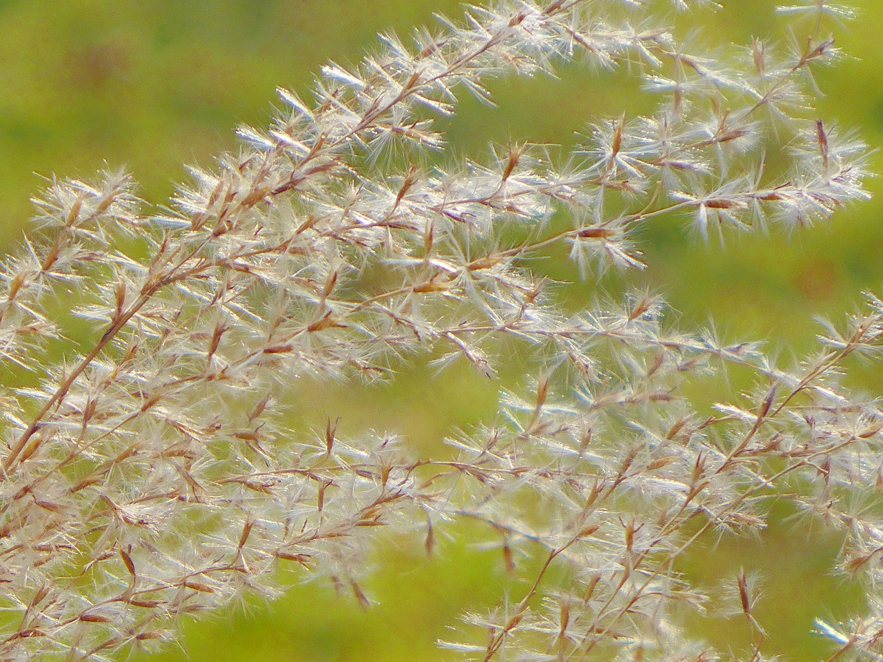 grass light plant free photo