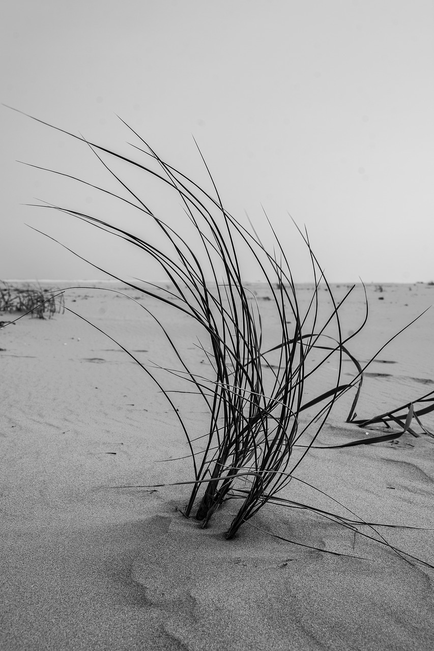 grass beach north sea free photo