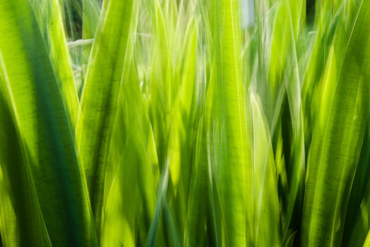 grass halme blurred free photo