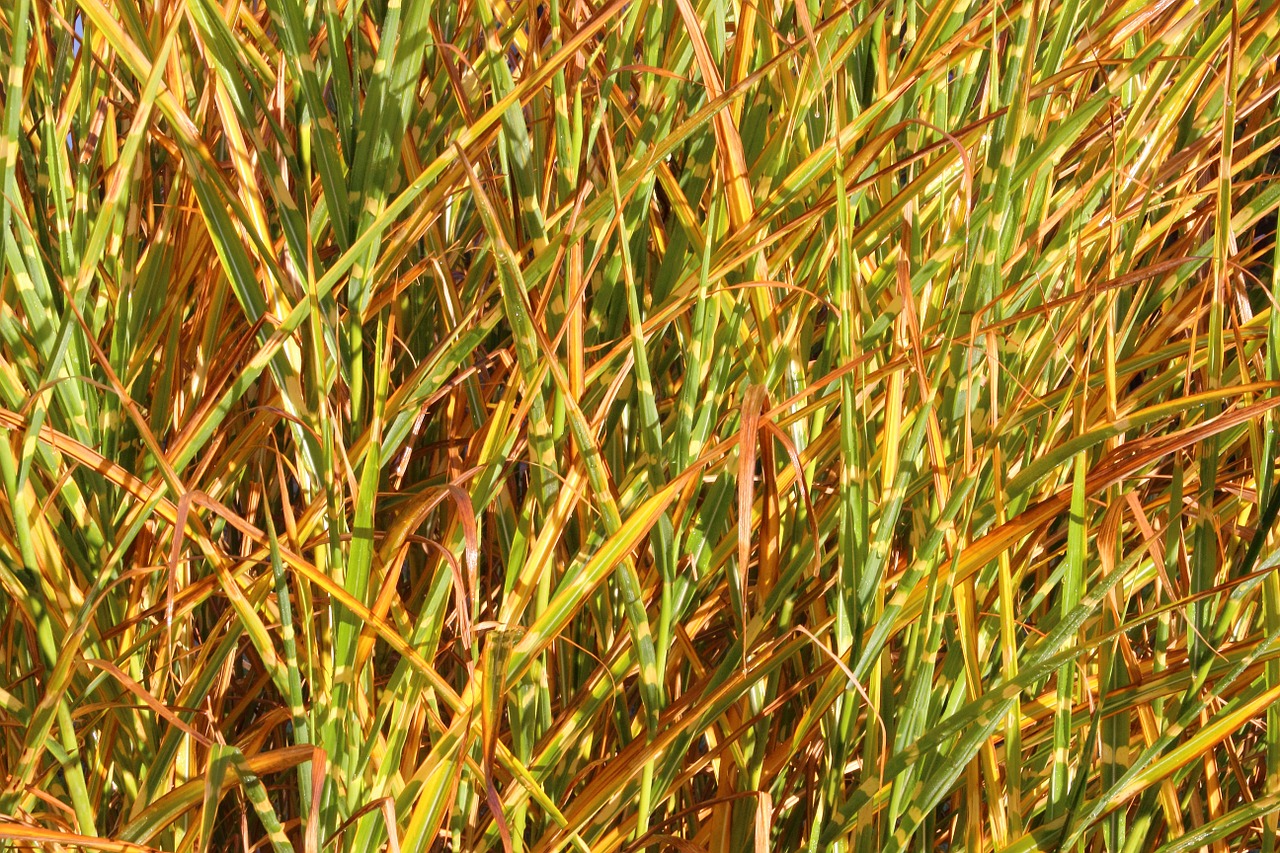 grass selloana background free photo