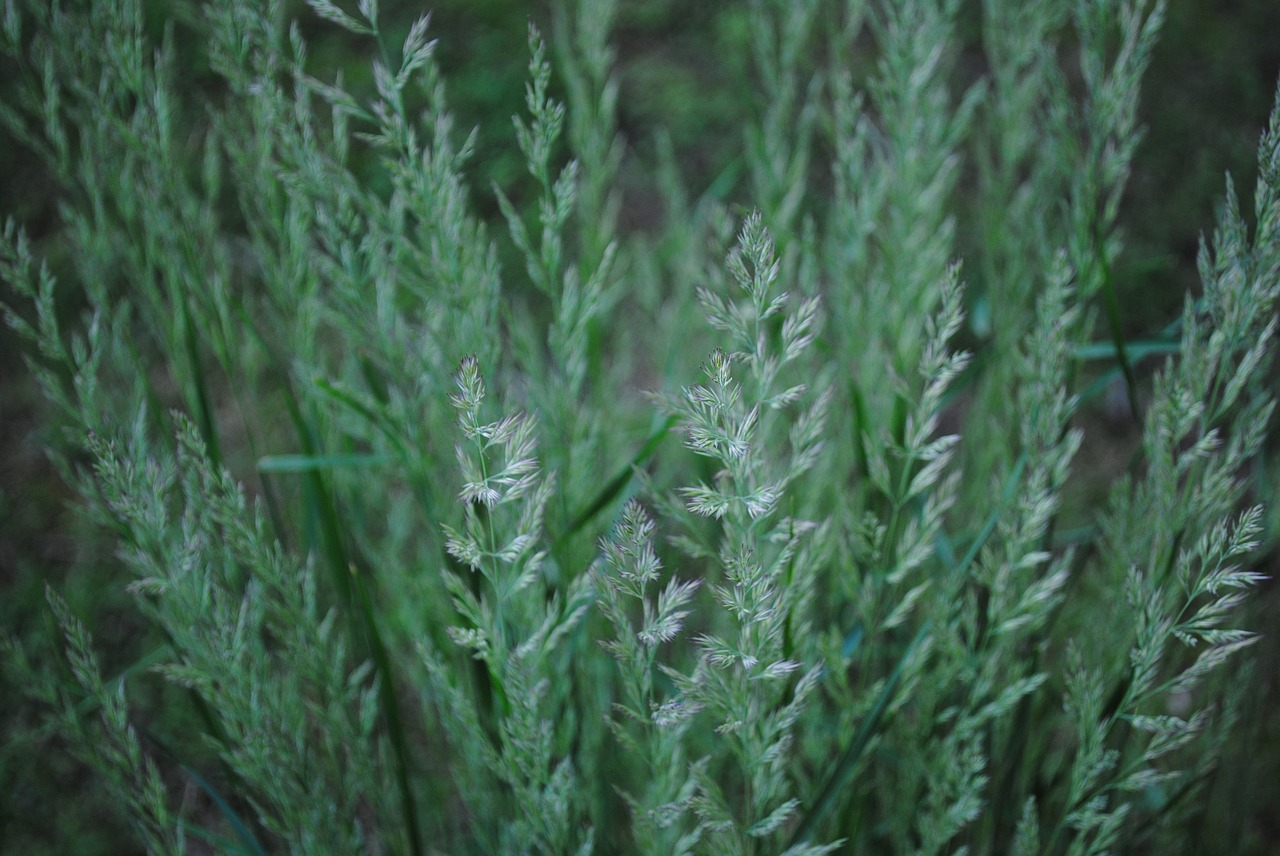 grass grains field free photo