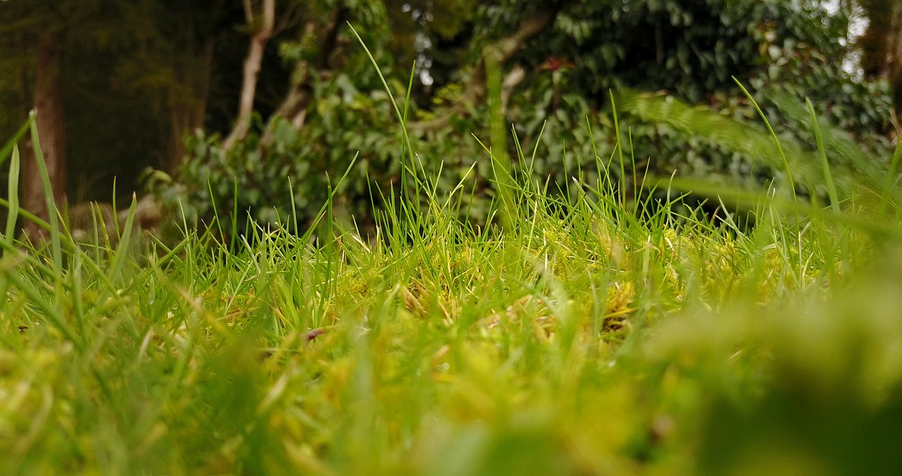 grass green leaves free photo