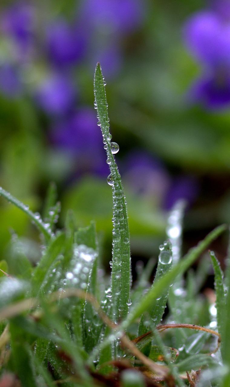 grass drops rain free photo