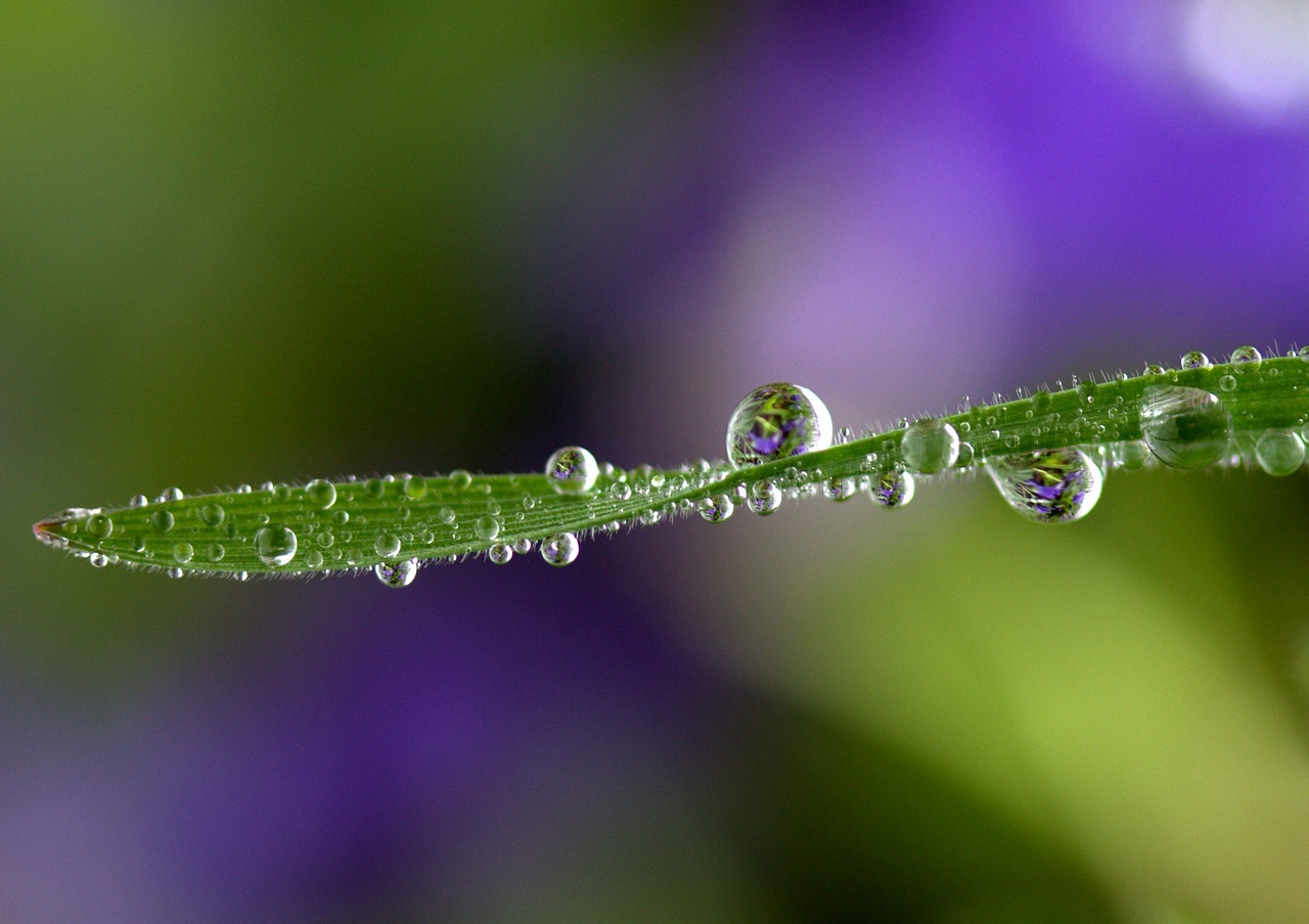 grass drops rain free photo