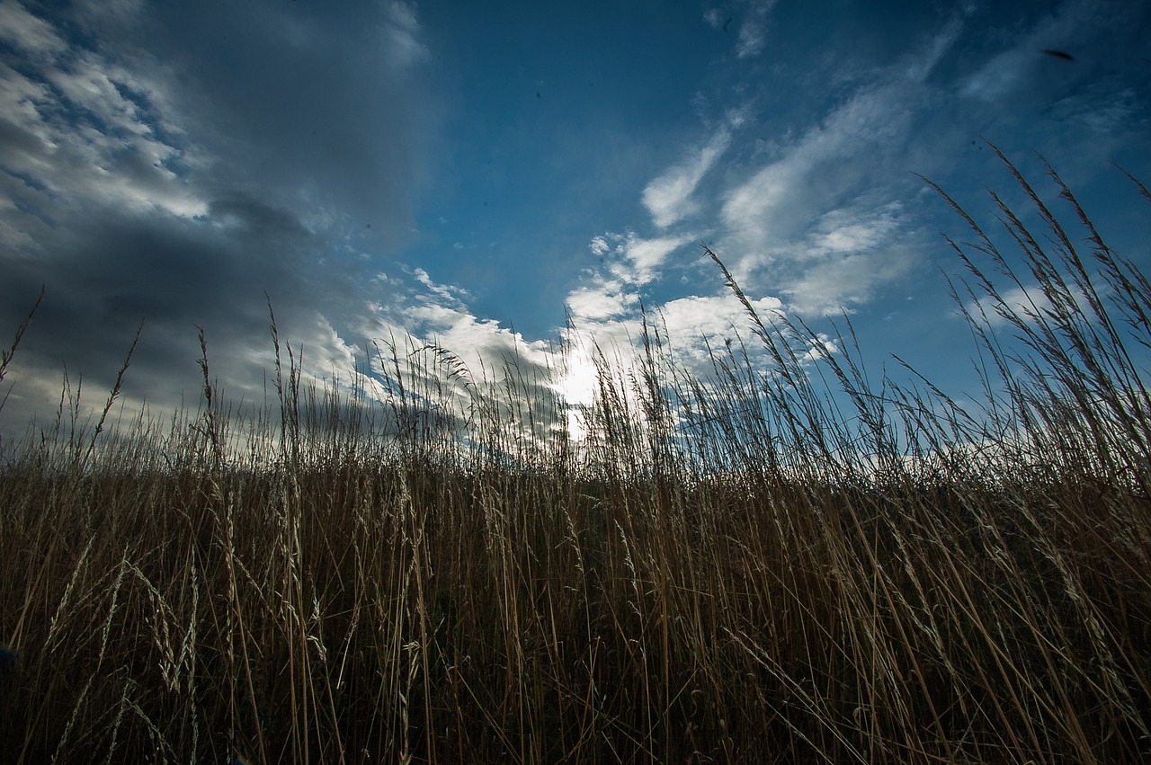 grass clouds horizon free photo