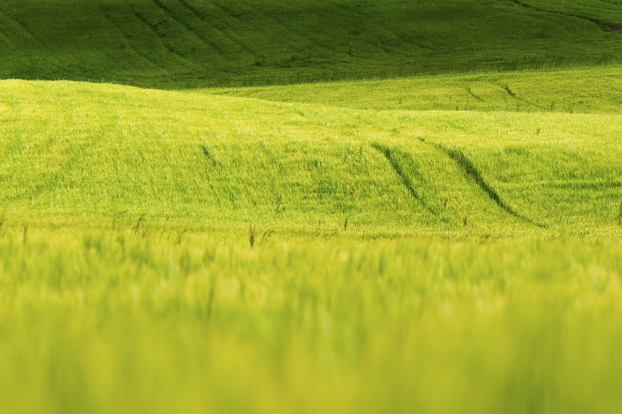 grass nature green free photo