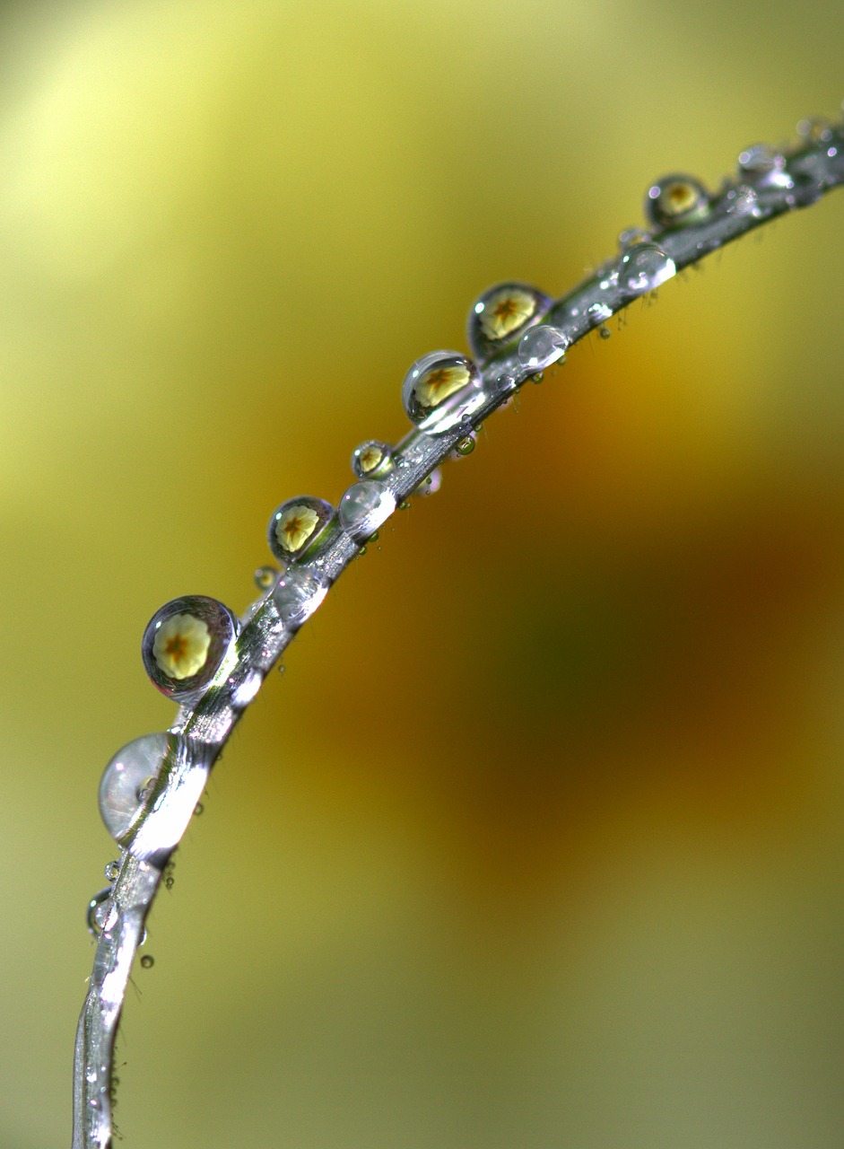 grass drops yellow free photo