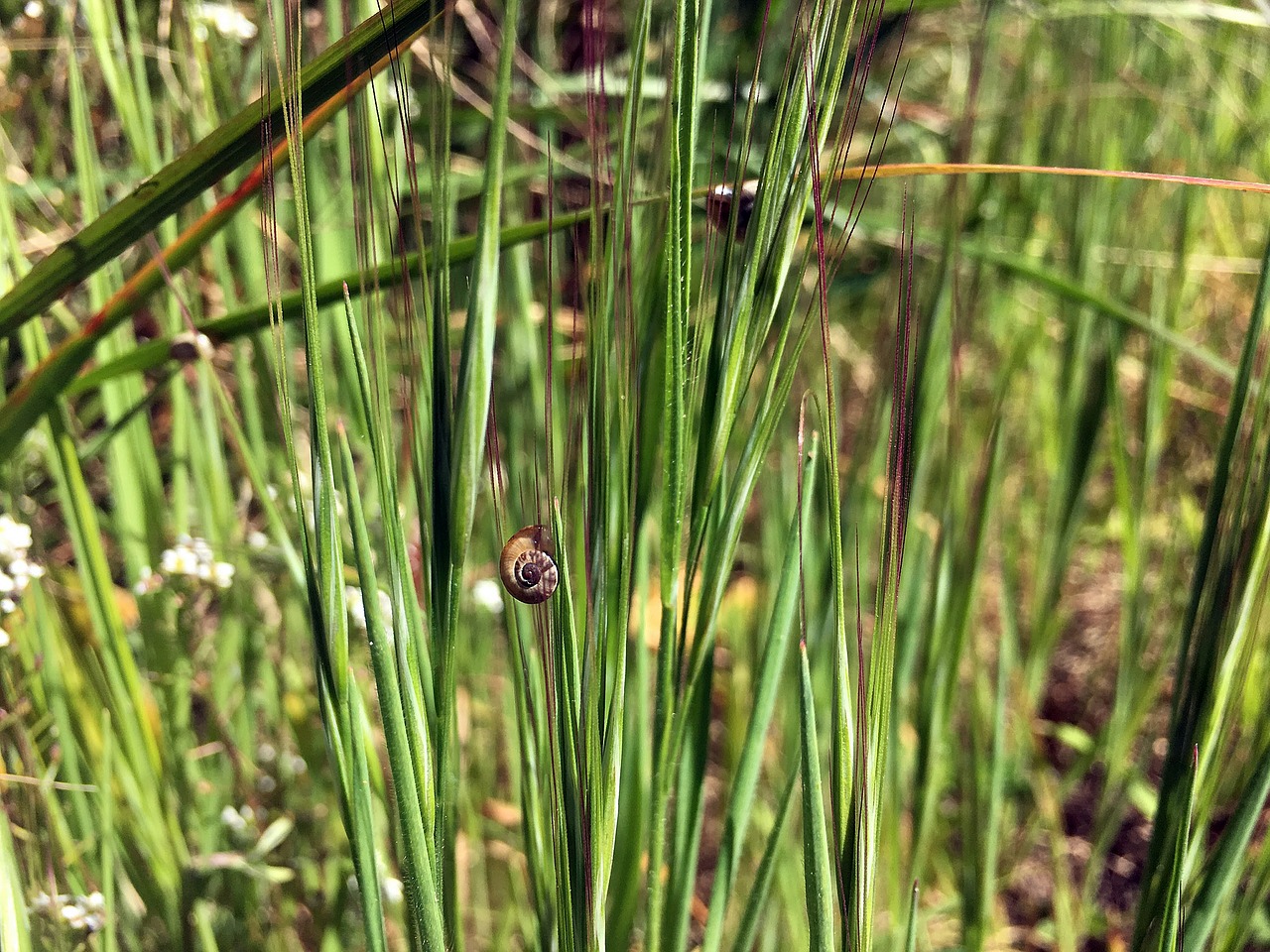 grass green snail free photo