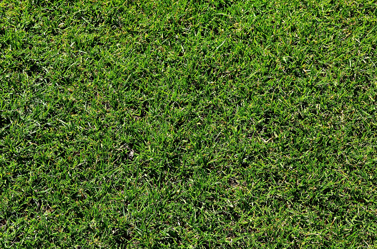 grass lawn green free photo