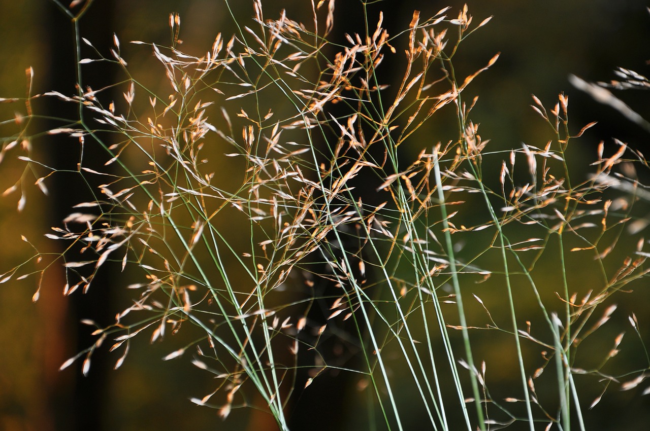 grass plant nature free photo