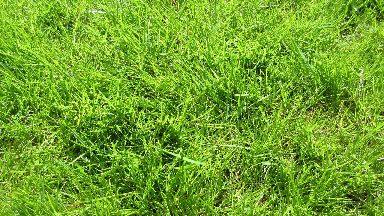 grass green nature free photo