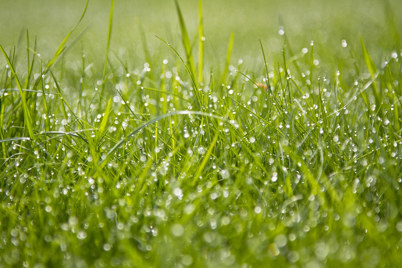 grass dew green free photo