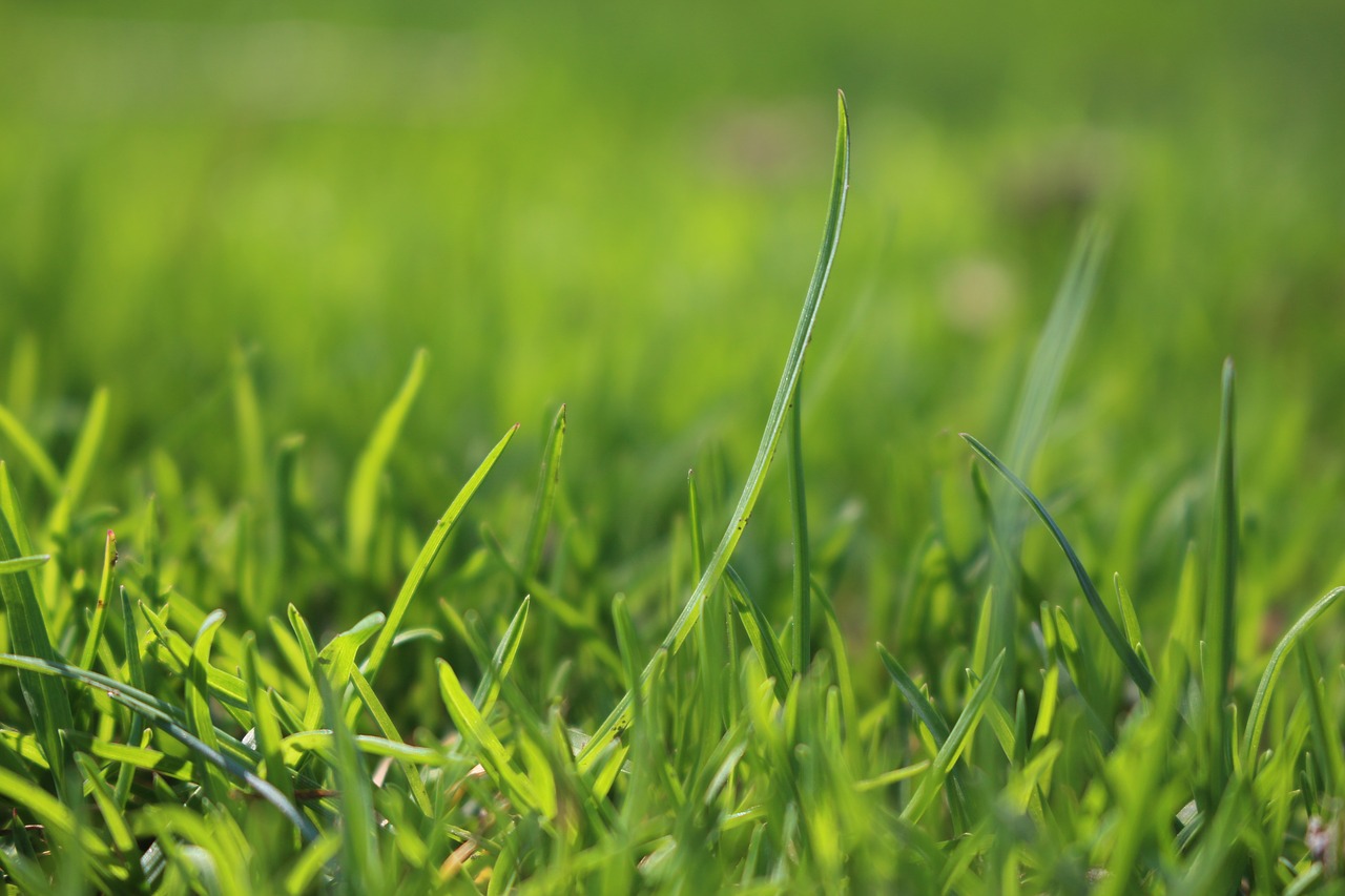 grass green meadow free photo