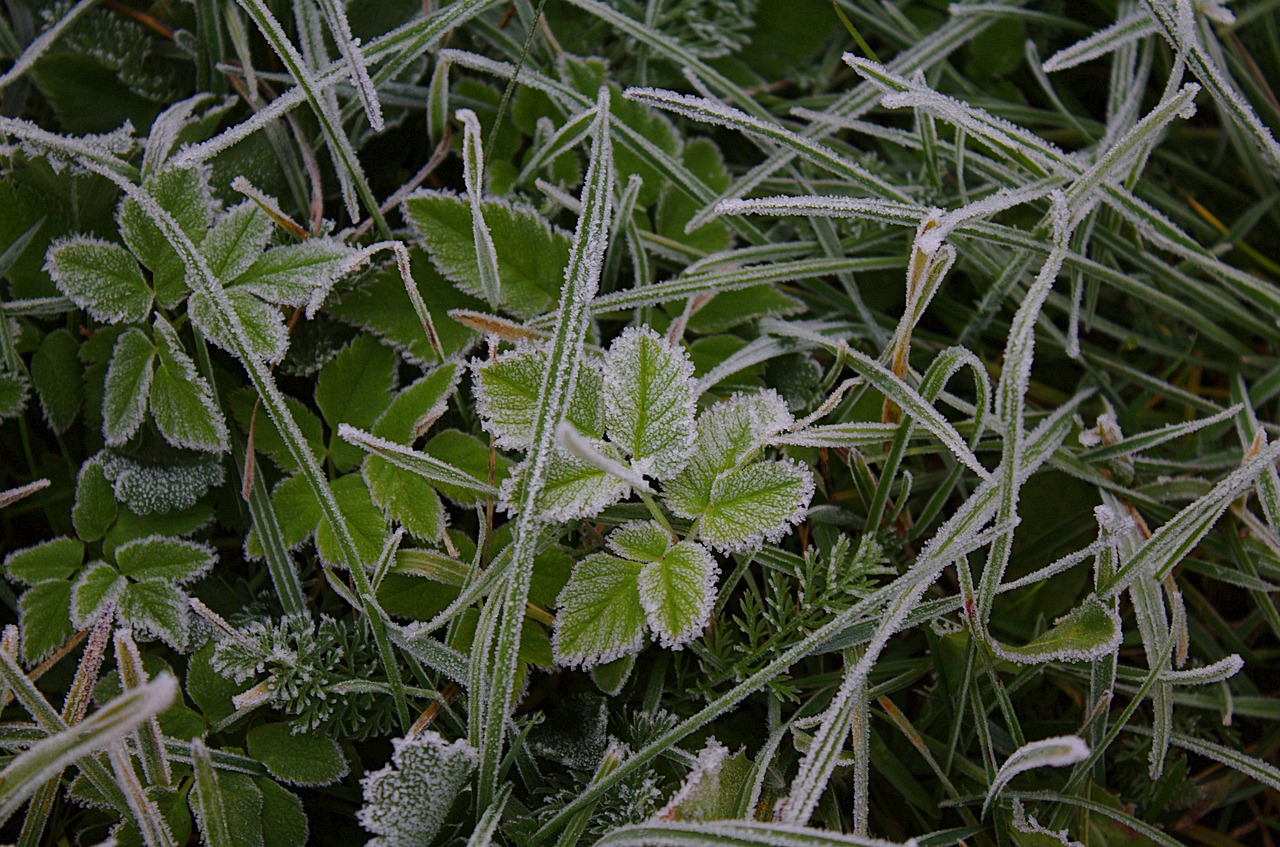 grass forest frost free photo