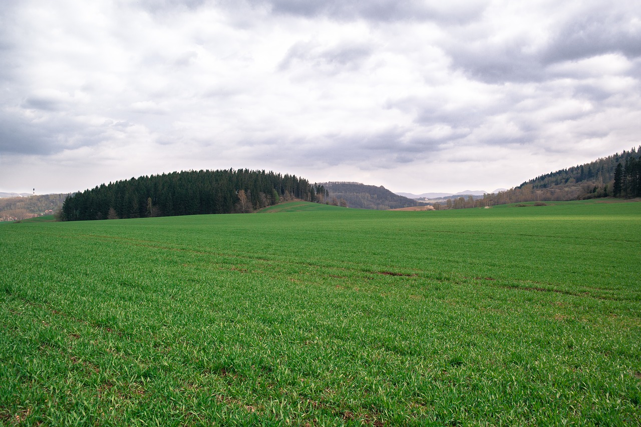 grass meadow nature free photo