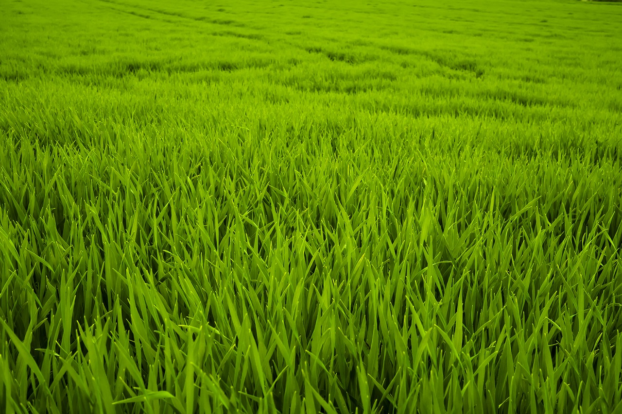 grass green meadow free photo