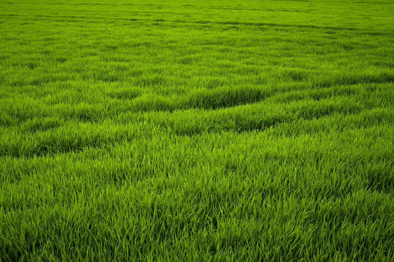 grass green meadow free photo