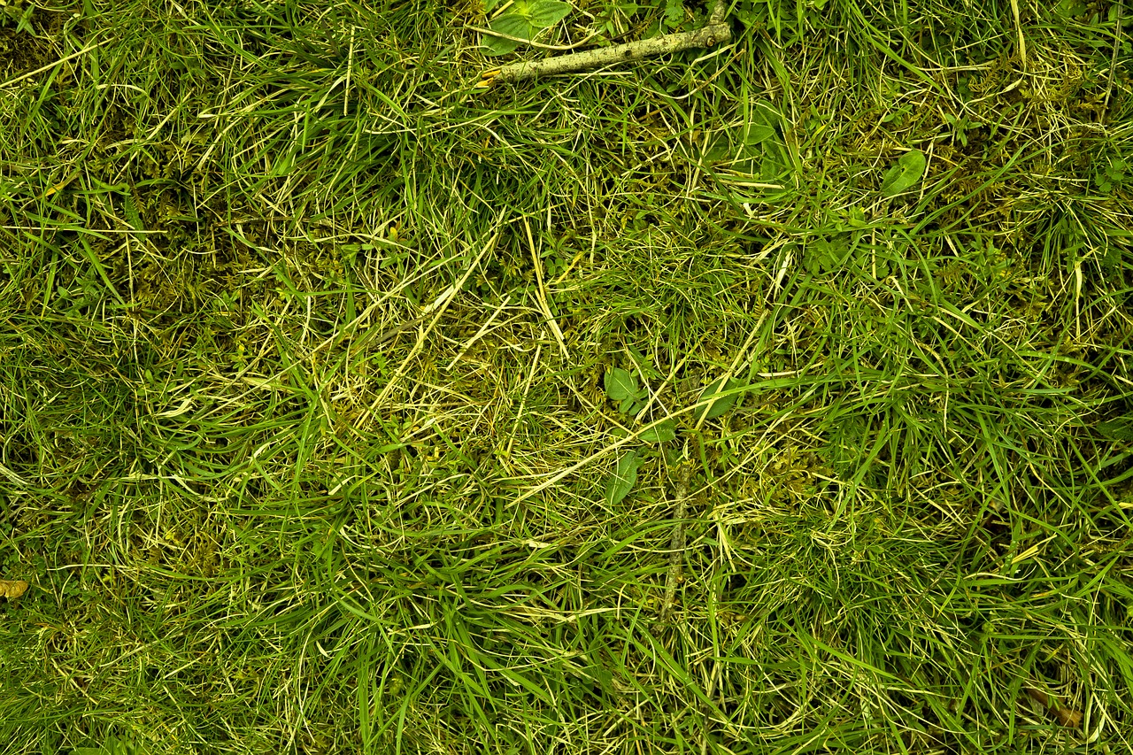 grass meadow juicy free photo