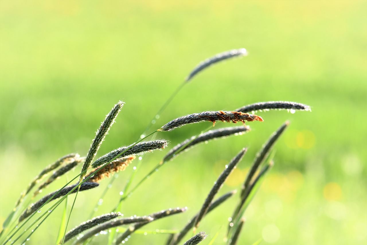 grass meadow raindrop free photo