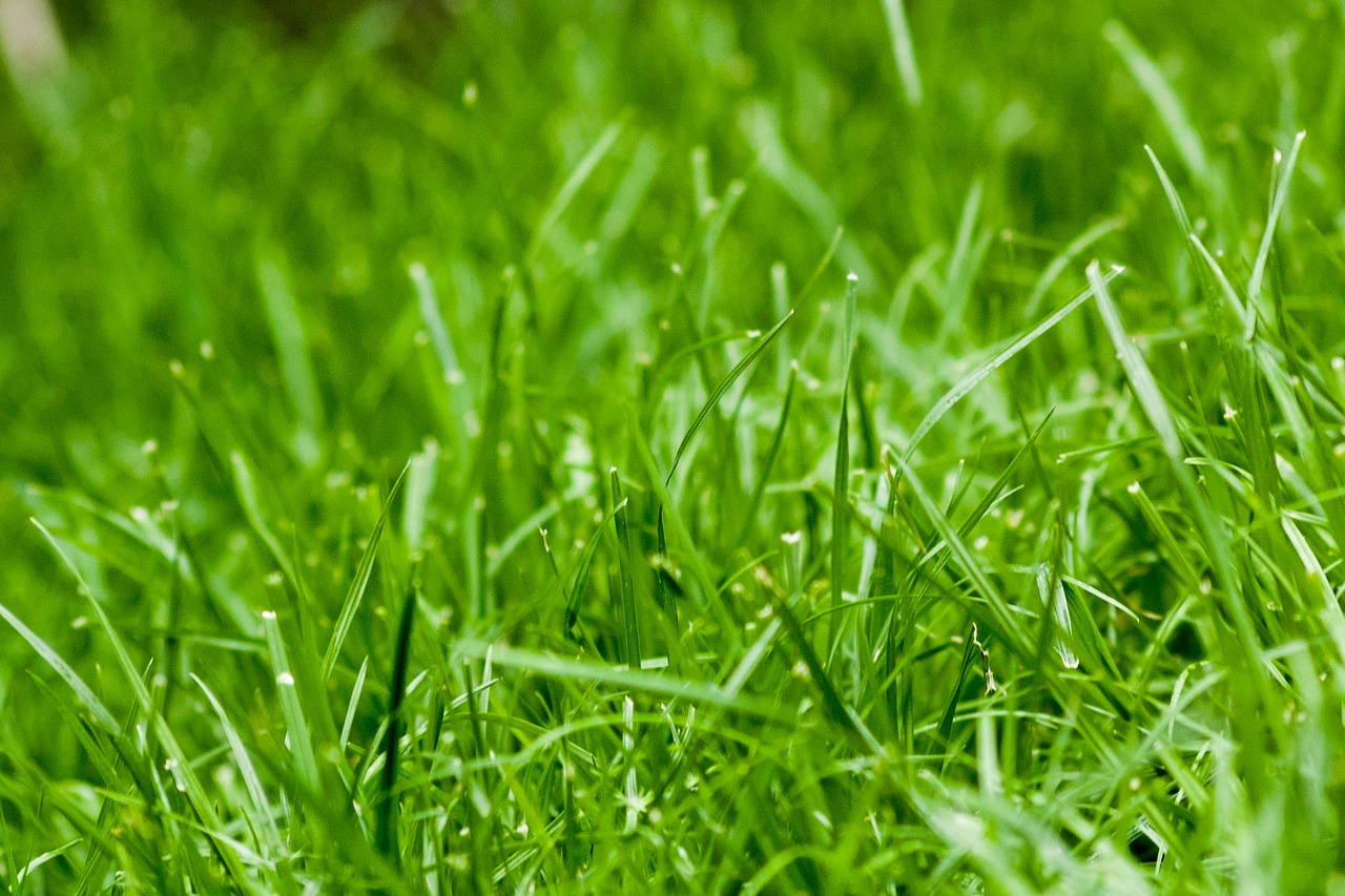 grass green grass nature free photo