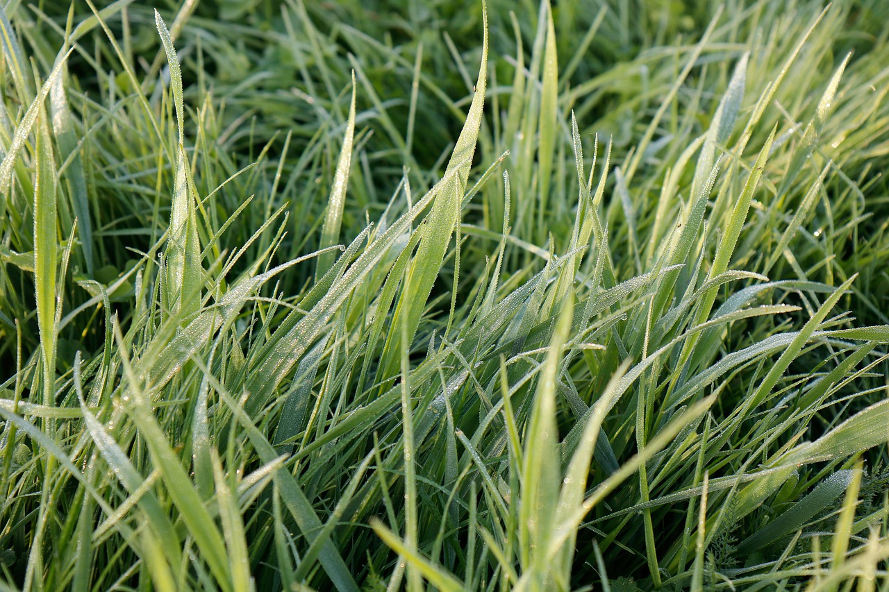 grass green dew free photo