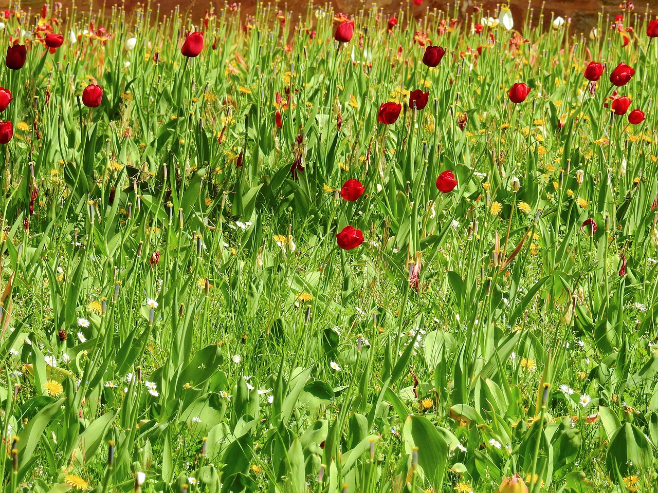 grass meadow flowers free photo