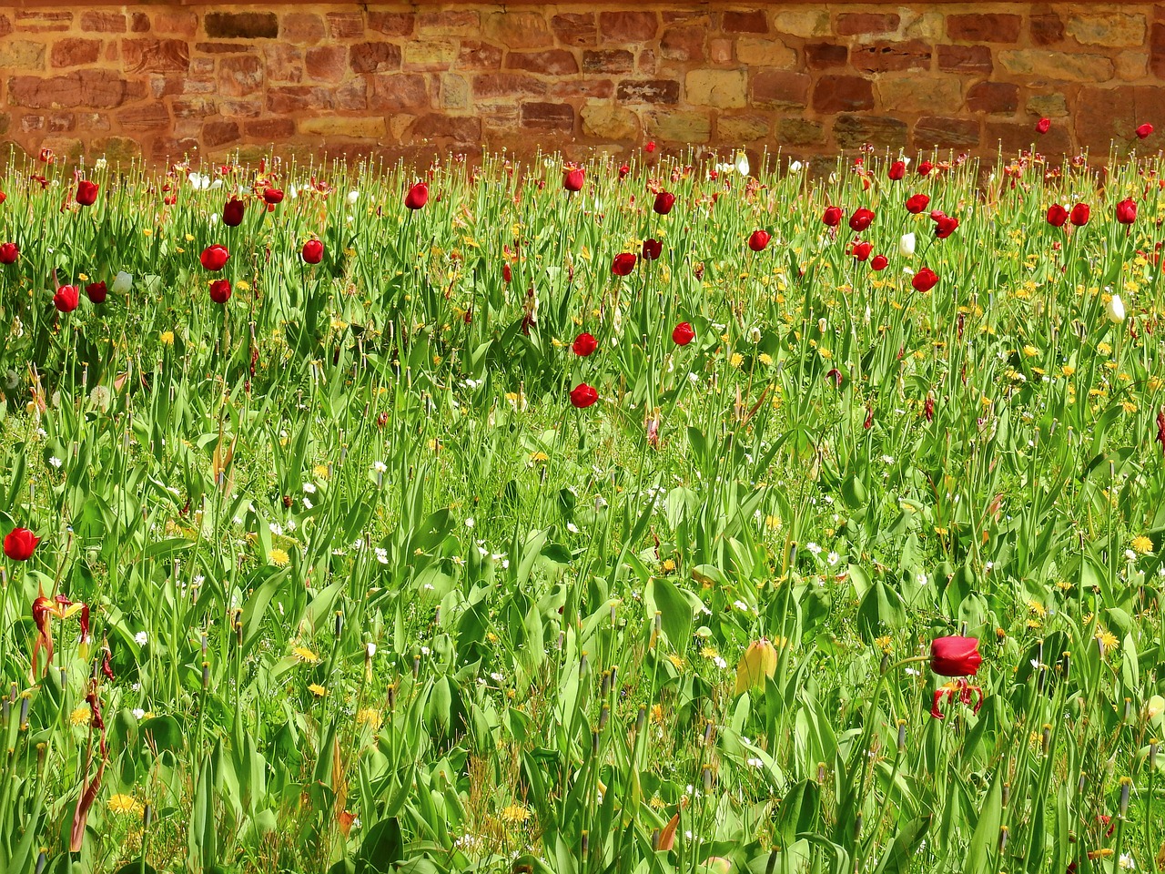 grass meadow flowers free photo