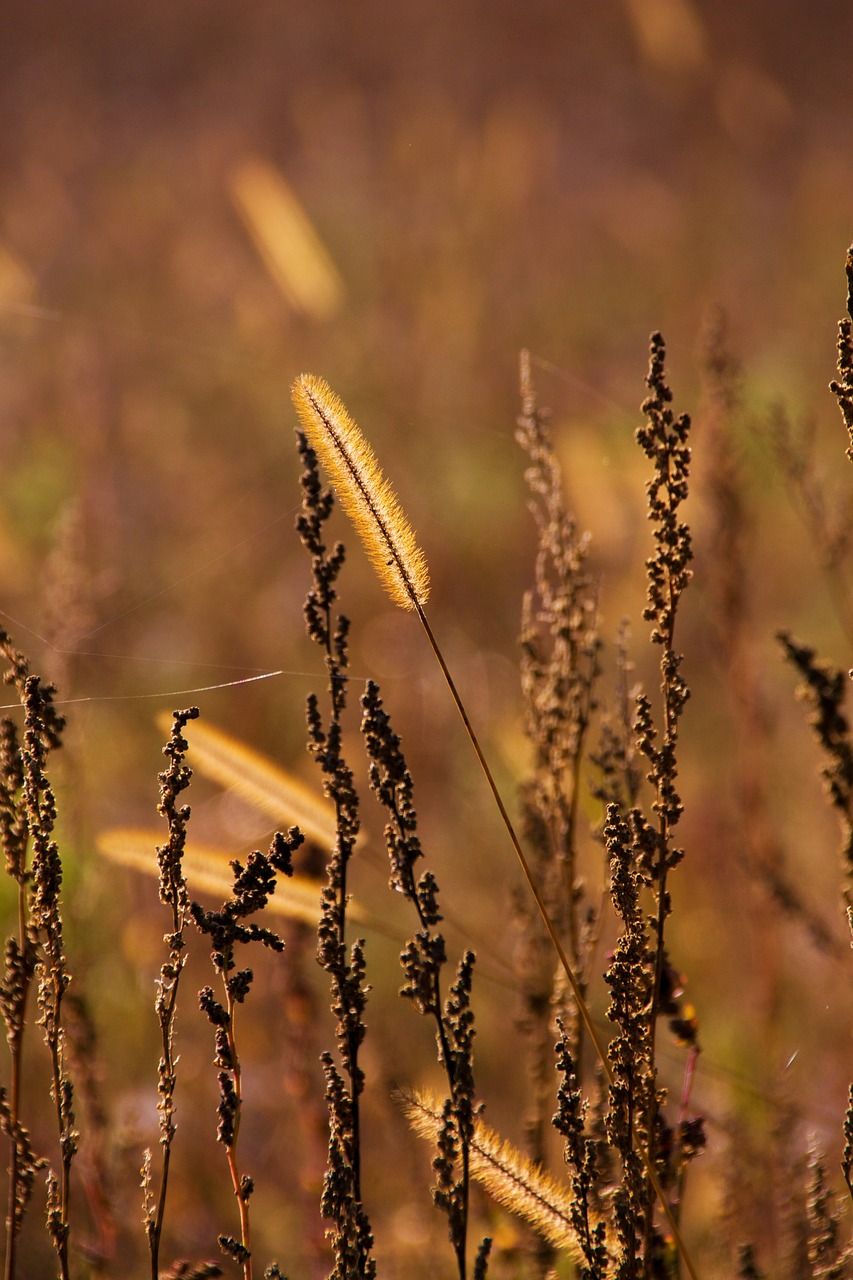 grass autumn brown free photo