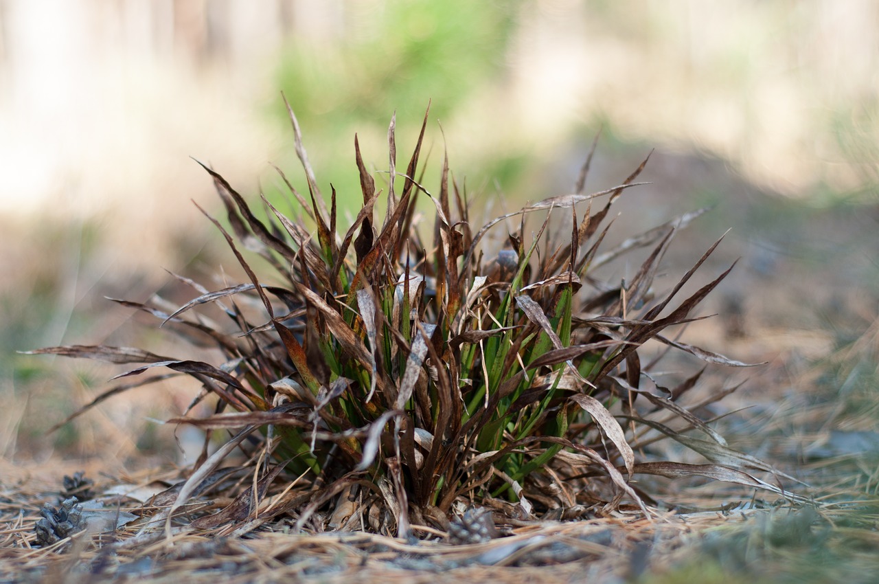 grass nature plant free photo