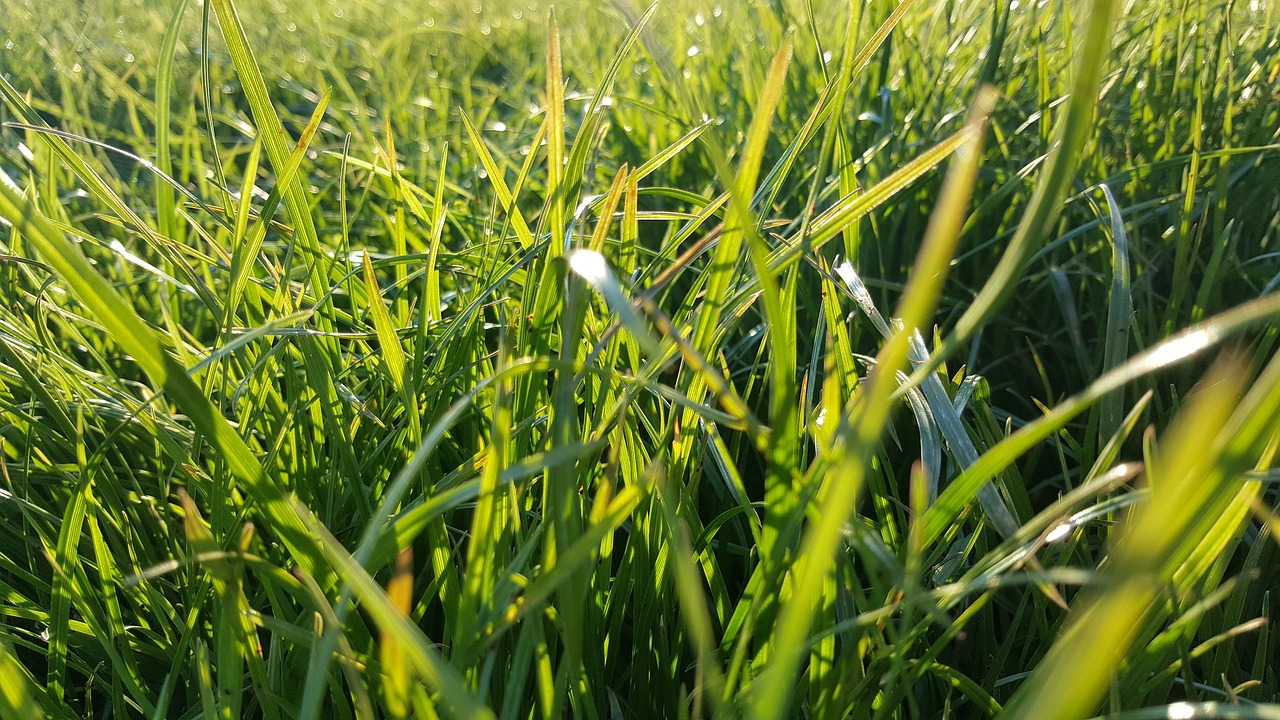 grass green nature free photo